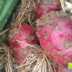 通许冯庄王明奇紫皮洋葱