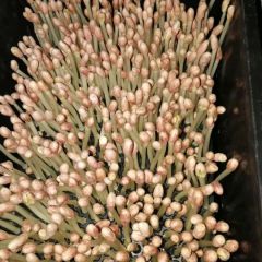 花生芽基地直销