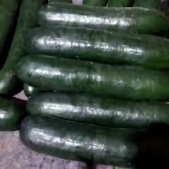 优质冬瓜之乡兰陵县