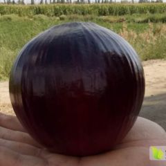 民勤洋葱质优价廉畅销全国!