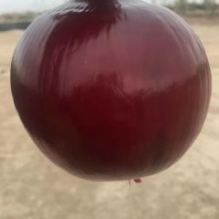 金昌洋葱质优价廉！专业代办王万勇诚信合作！