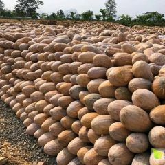 湖北嘉鱼金韩密本南瓜