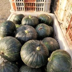 窝瓜上市面甜，保证质量
