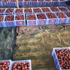 岭南荔枝大量上市