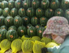 山东省泗西瓜被山东省评为优质西瓜种植基地品质好口
