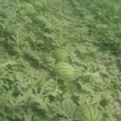 甜瓜系列，京欣系列，大量上市，价格透明，老农认可