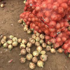 基地60 万亩红黄皮洋葱大量上市，仓储入冷库方便，需要的朋友联系。