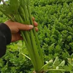 黄永红蔬菜信息代办代收