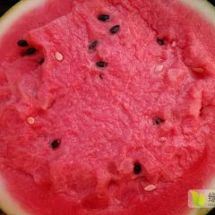 2020陕西甜王西瓜火热上市