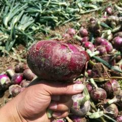 河南省通许洋葱大量上市