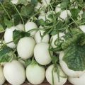 东台西瓜