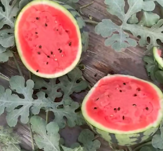 甜王系列价格