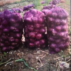 河南南阳紫皮洋葱大量出货了，质量好，价格合适。