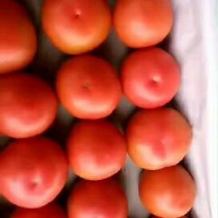 河北邯郸南大堡市场硬粉西红柿