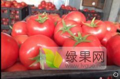 常年大量供应辽宁凌海西红柿