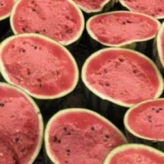 辽宁凌海市右卫镇万亩优质大棚西瓜6月初上市