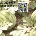 江苏宿迁6000亩大棚8424 上市了