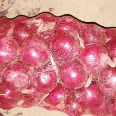 优质甘肃葱8公分以上 数量100吨 价格3毛8到4毛上车