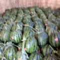 山东莘县甜王西瓜大量上市