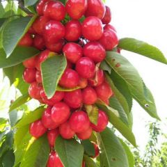 陕西樱桃批发基地