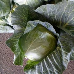 奥奇，品种大量上市