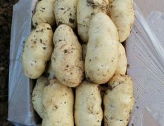 大量供应山东肥城优质新鲜土豆：个头大，无青头