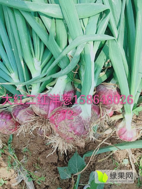 2019年山东沂南红皮洋葱价格