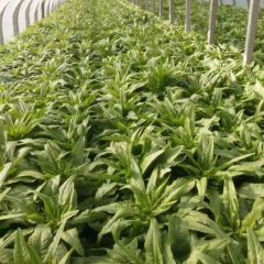 河北保定无公害蔬菜