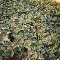 安丘市官庄镇宅科村大棚种植西瓜成熟