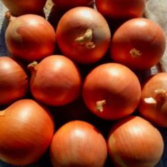 民勤洋葱畅销全国专业代办值得信赖！