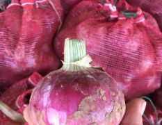 里庄蔬菜市场红皮，紫皮洋葱
