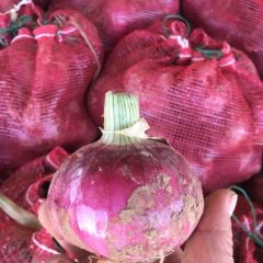 里庄蔬菜市场红皮，紫皮洋葱