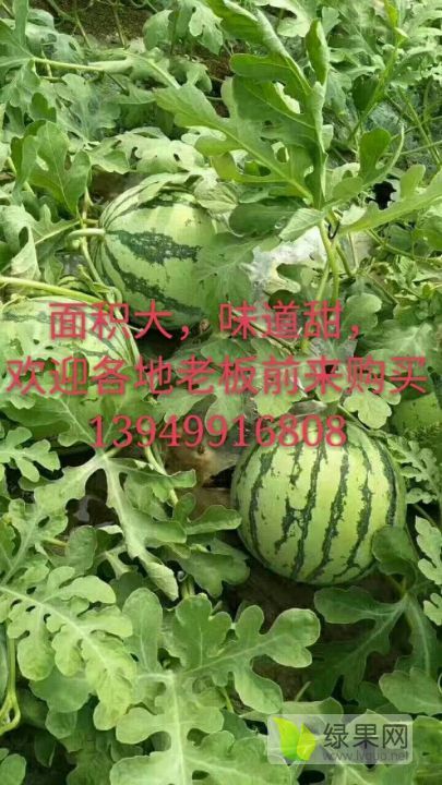 2019年河南夏邑8424西瓜价格