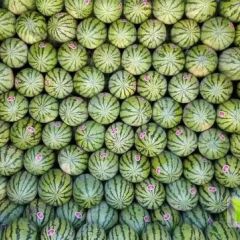 陕西大棚金城5号西瓜，金华F1西瓜价格，专业团队，全国代发