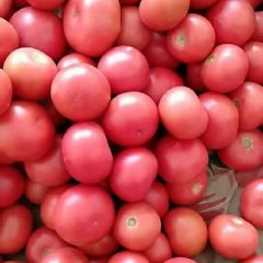 河南安阳西红柿种植基地已大量上市、供应上等西红柿