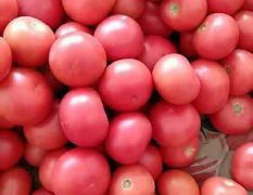 河南安阳西红柿种植基地已大量上市、供应上等西红柿