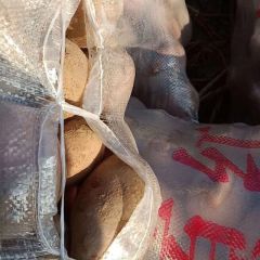 甘肃会宁精品土豆需要联系红白土豆