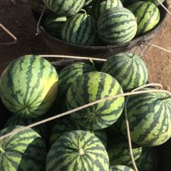 云南楚雄姚安麒麟西瓜