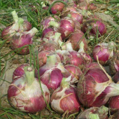 2019红皮洋葱上市了，直径 6公分至十公分