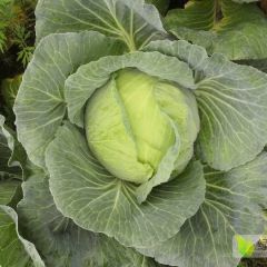 自家种植的卷心菜出售3000斤左右 自家种植