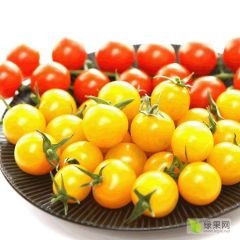 欧盟进口标准荷兰水果西红柿