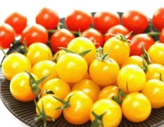 欧盟进口标准荷兰水果西红柿