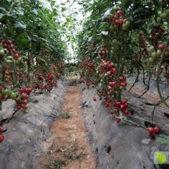 优质千禧、贝贝圣女果