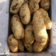 荷兰十五土豆大量上市中