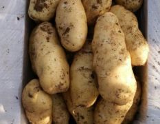 荷兰十五土豆大量上市中
