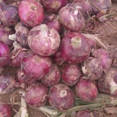 焦作沁阳二红洋葱，紫色扁葱大量上市。