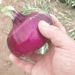 沁阳柏乡朱千5月紫皮洋葱