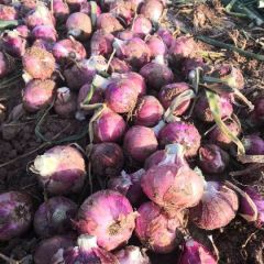 河南省沁阳市洋葱充足供应 优质冷库货源