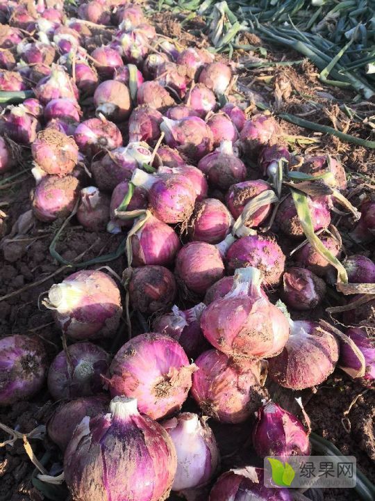 2019年河南沁阳红皮洋葱价格