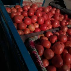 又好、又大、又亮的硬粉西红柿上市了。